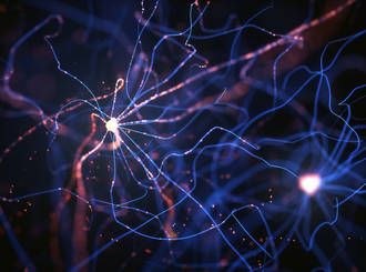 neurone_marche_identifie