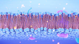 nouveau_formation_proteines
