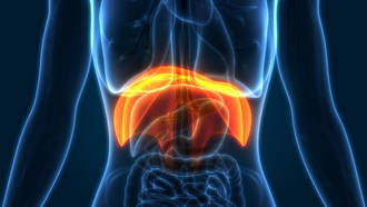 P25-02_ORGANE_Diaphragme