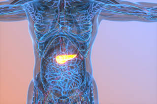 pancreas_bioartificiel