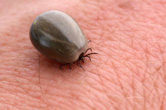 pas_science_maladie_lyme