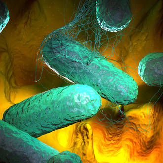 patiente_asymptomatique_propage_thyphoide