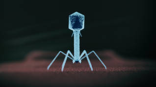 phagotherapie_resistance_antibiotiques