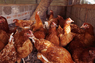 point_sur_grippe_aviaire