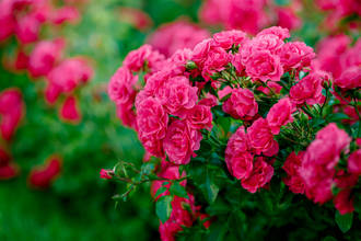 pourquoi_aimons_parfum_roses