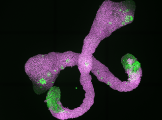 PS55_dossier_pseudo-embryons