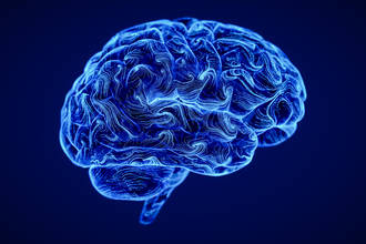 PS_premices_cortex_cerebral