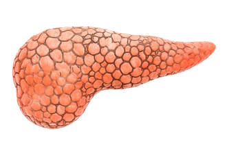 regulation_glycemie_cellules_pancreas