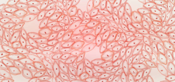 secrets_membres_repoussent