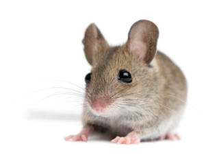 souris_comprendre_odorat