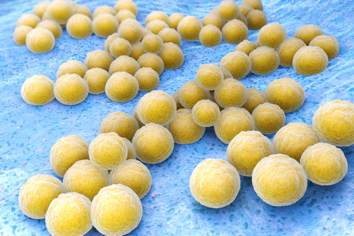 Staphylococcus epidermidis: la bactérie qui se propage dans les ...