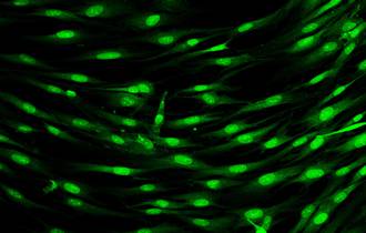 techniques_sauver_grands_brules 