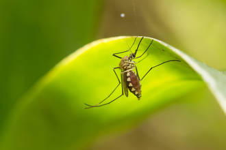 transmission_mere_foetus_zika