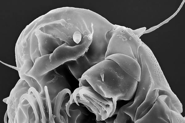 utilite_tardigrades_science