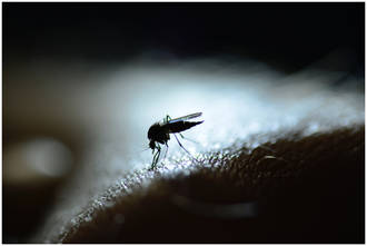 vieux_doute_DDT_malaria