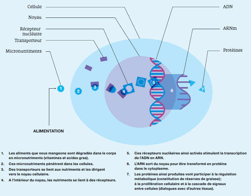 Comment les aliments rencontrent notre ADN