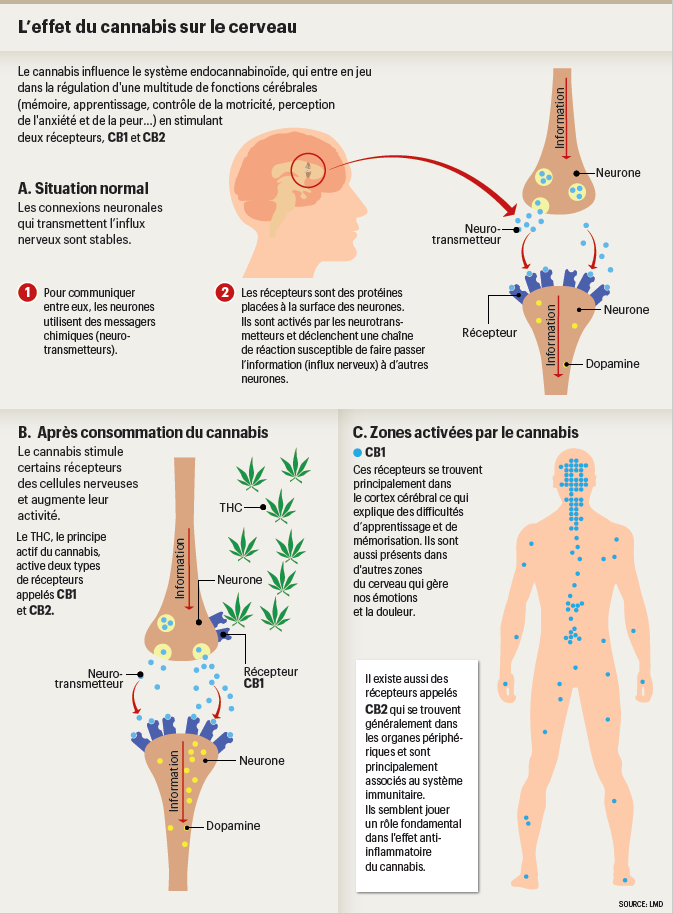 cannabis_therapeutique_infog