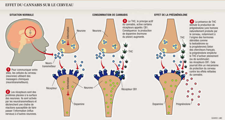 Effet du cannabis sur le cerveau