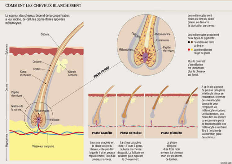 Comment les cheveux blanchissent
