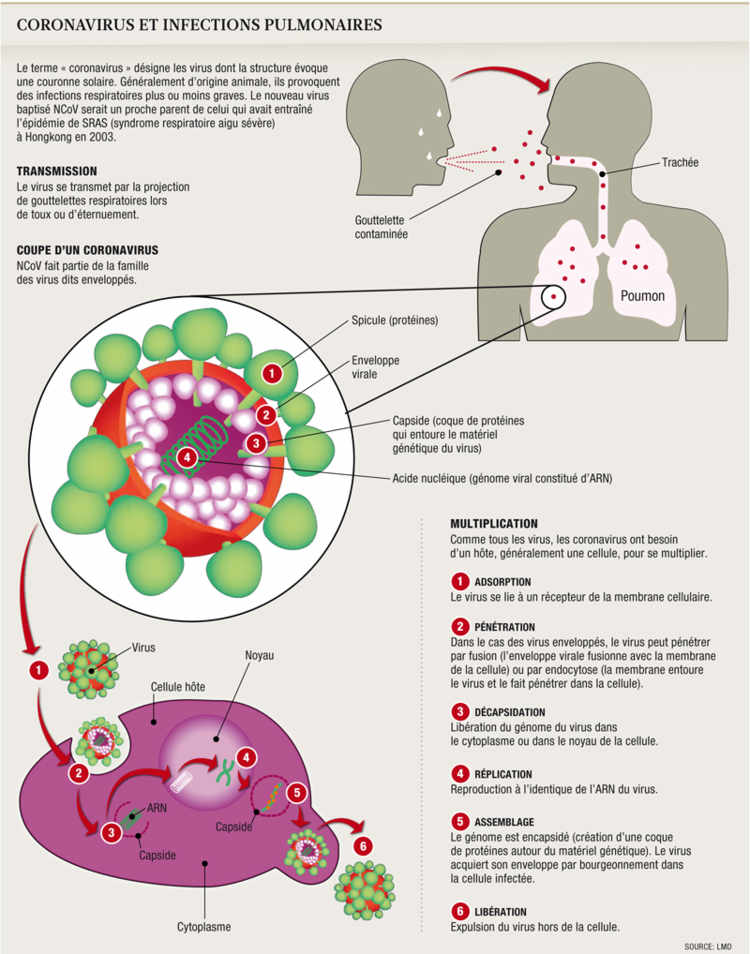 Coronavirus et infections pulmonaires