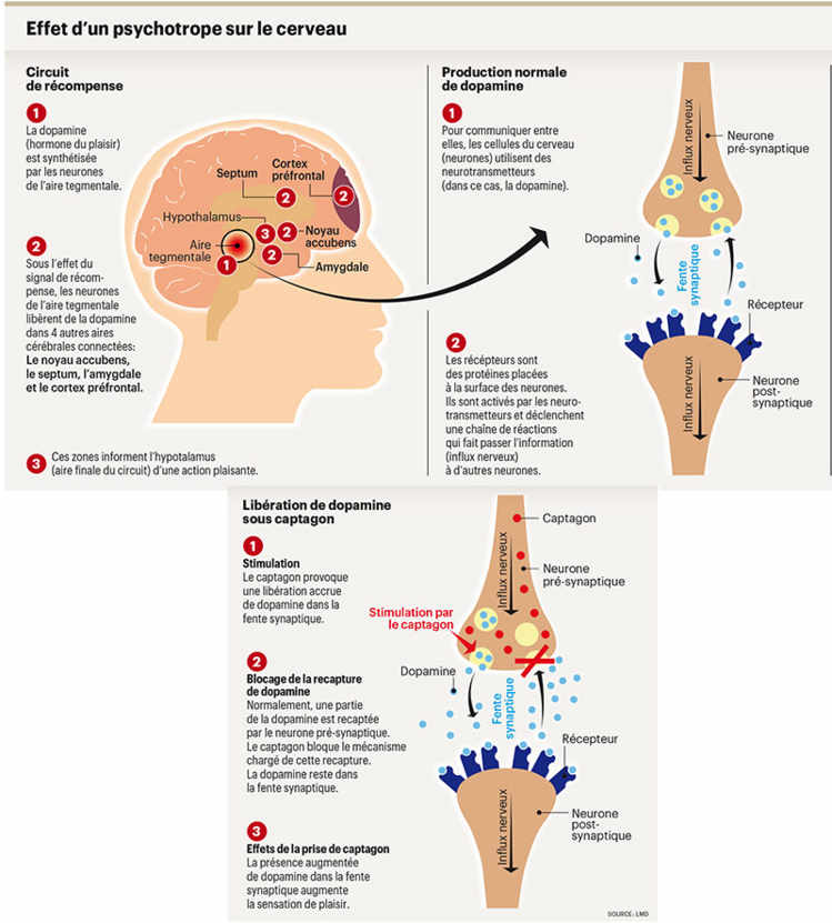 Effet d’un psychotrope sur le cerveau