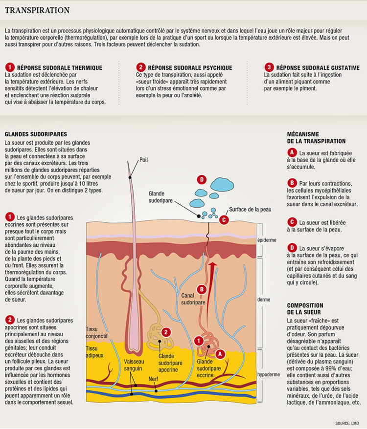 L’eau est de loin le meilleur hydratant pour l’organisme