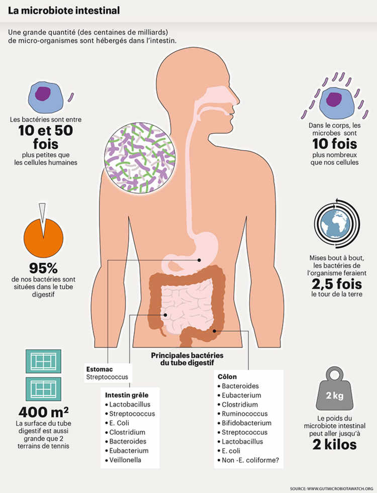 La microbiote intestinal