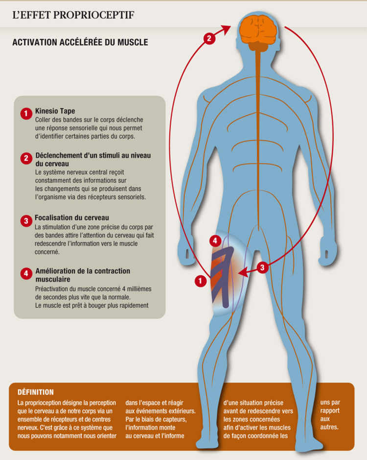 L'effet proprioceptif