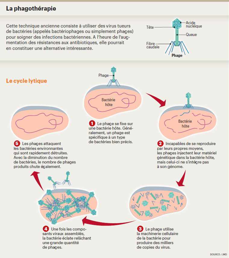 infog bactériophages