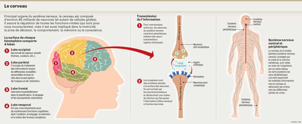 infog cerveau