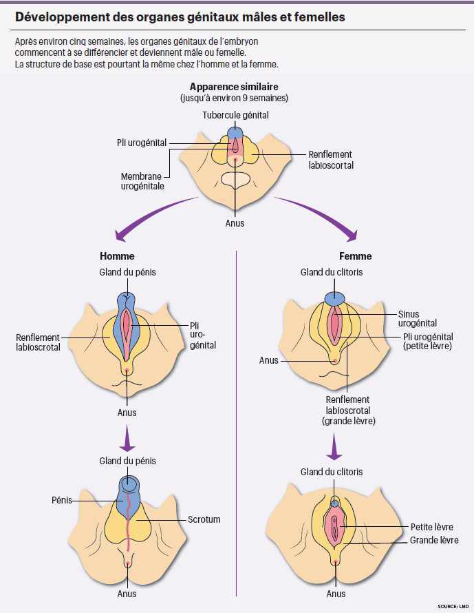 infog_excision_plaisir