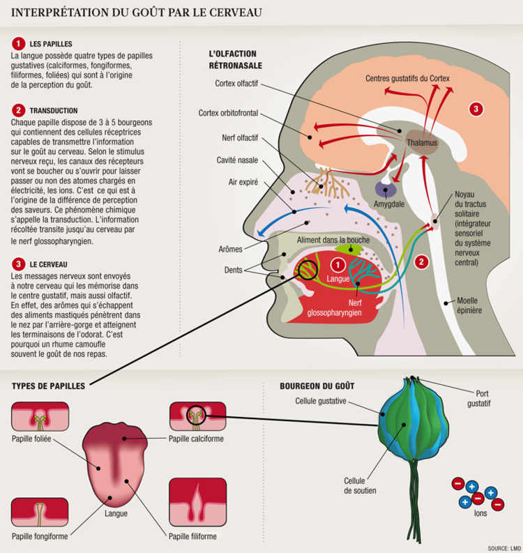 Le goût s’acquiert dès la plus tendre enfance