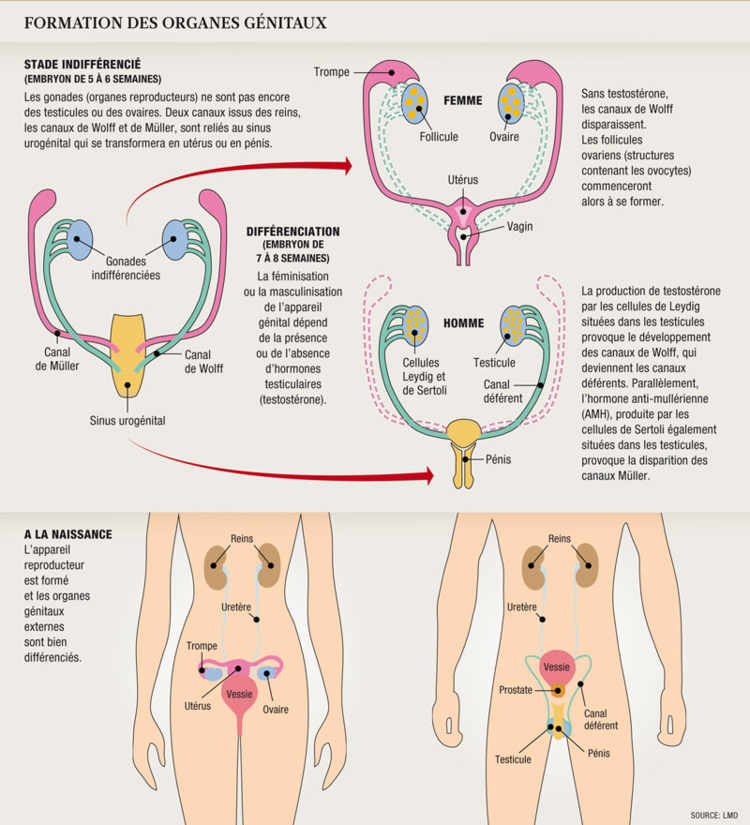 Formation des organes génitaux