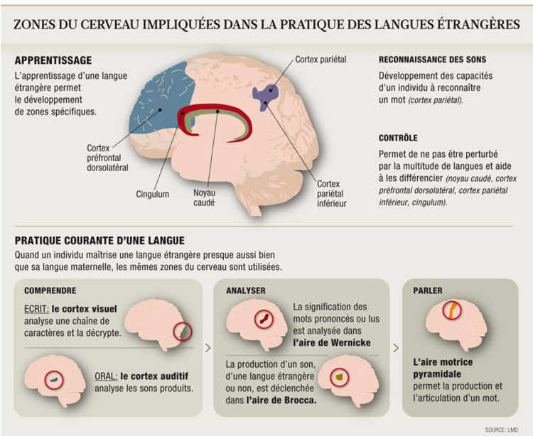 Zones de cerveau impliquées dans la pratique des langues étrangères