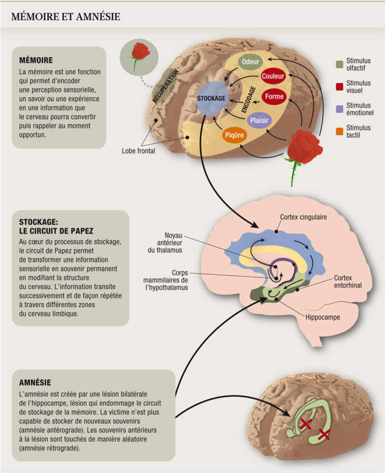 Mémoire et amnésie