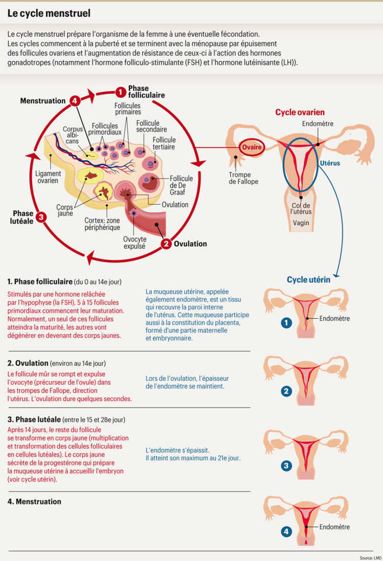 Le cycle menstruel