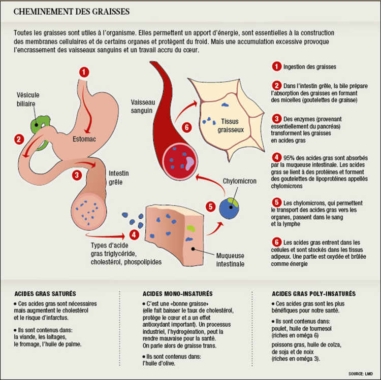 Cheminement des graisses