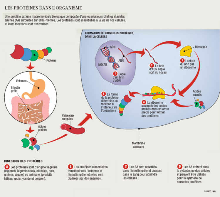 Les protéines, chevilles ouvrières de l’organisme