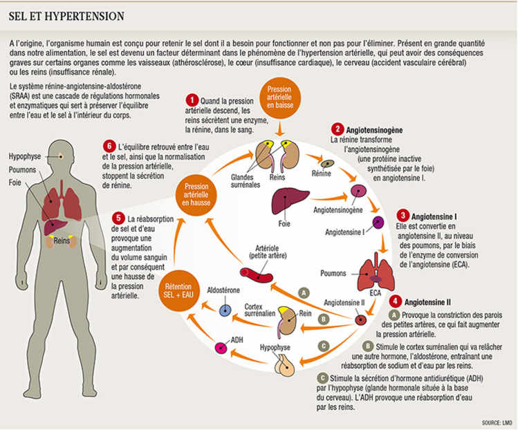 Il est utile de manger du sel mais avec modération
