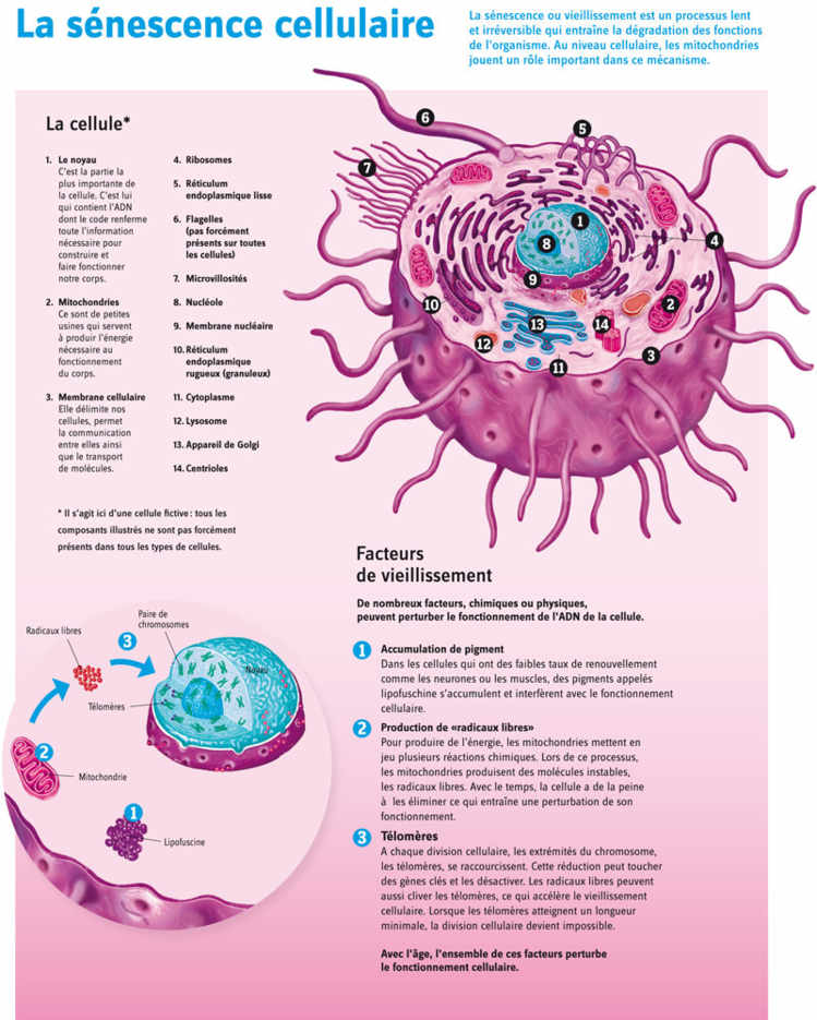 La sénescence cellulaire