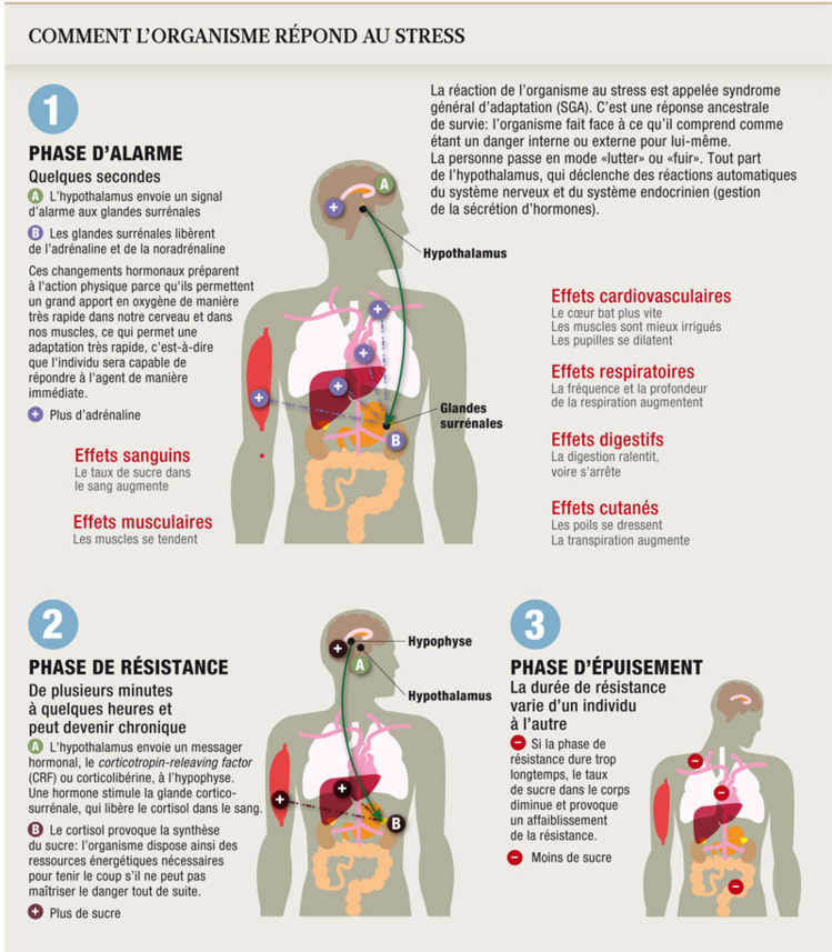 Comment l'organisme répond au stress
