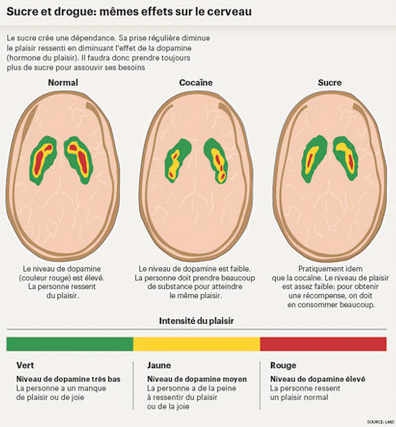 Sucre et drogue: mêmes effets sur le cerveau