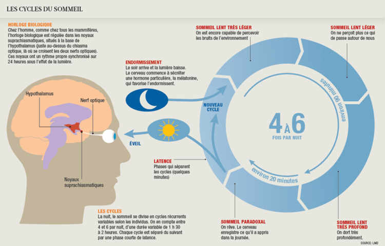 Les cycles du sommeil