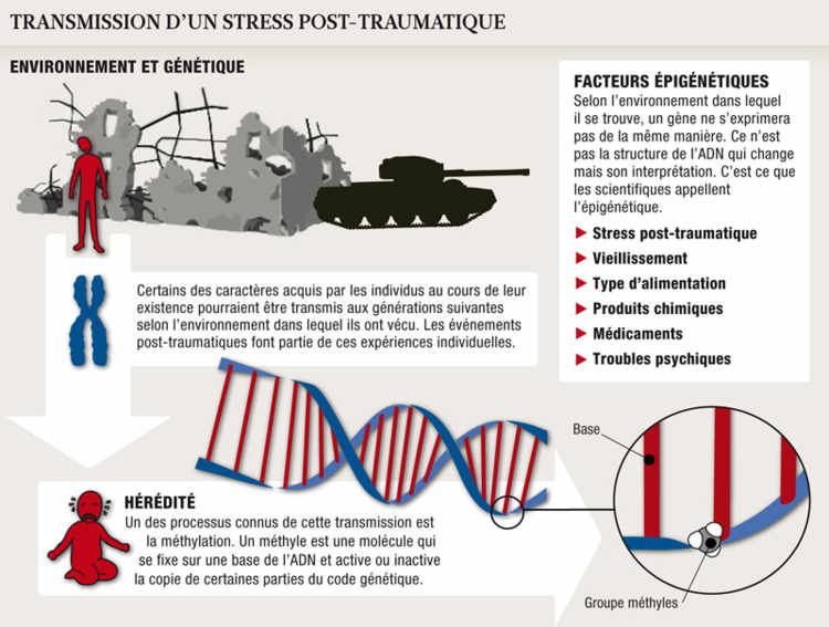 Les traumatismes passeraient d’une génération à l’autre