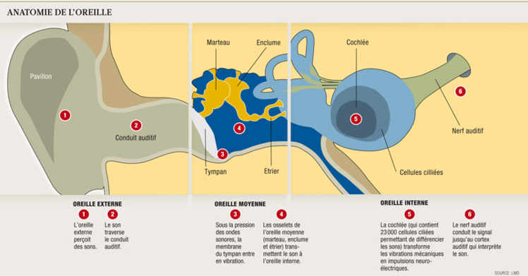 Anatomie de l'oreille