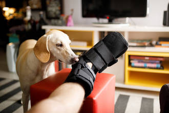 36.9_chiens_depisteurs_maladies