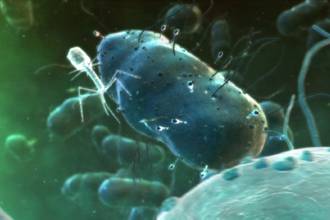 36.9_phagotherapie_chance