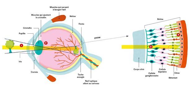 © BienVu/Planetesante.ch