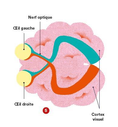 © BienVu/Planetesante.ch