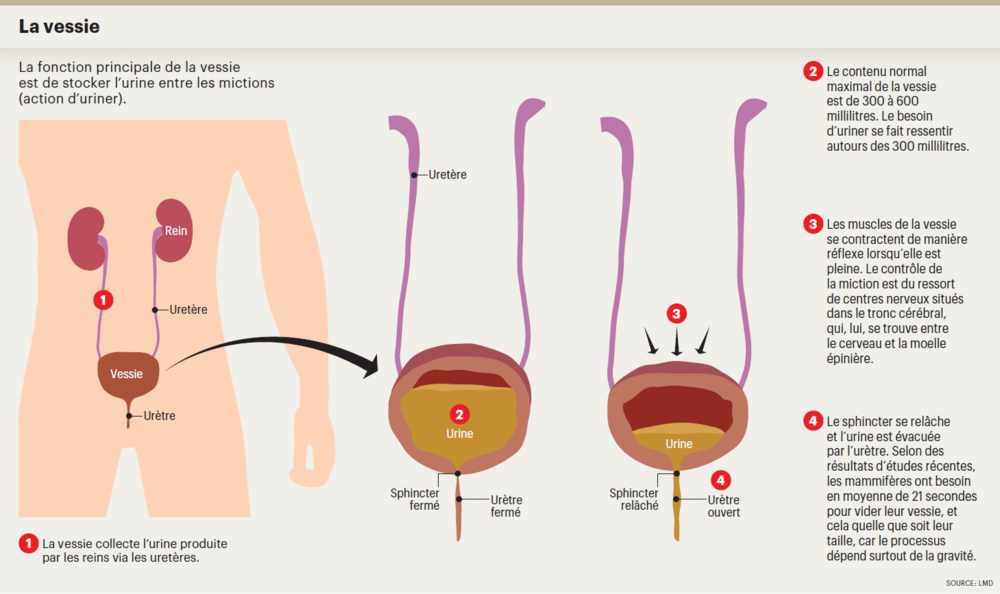 Comment fonctionne le système urinaire ? – HARTMANN Direct